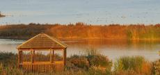 L’estany d’Ivars i Vila-sana consolida el seu interès i valor ecològic d’ençà de la finalització del projecte de recuperació.