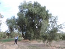 Cens d’oliveres monumentals de Catalunya