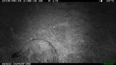 Observat gat salvatge a l’espai natural de la Serra Llarga-Secans de la Noguera